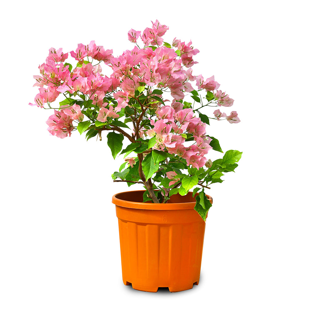 BOUGAINVILLEA ROSA  جهنمية روزا (مجنونة)