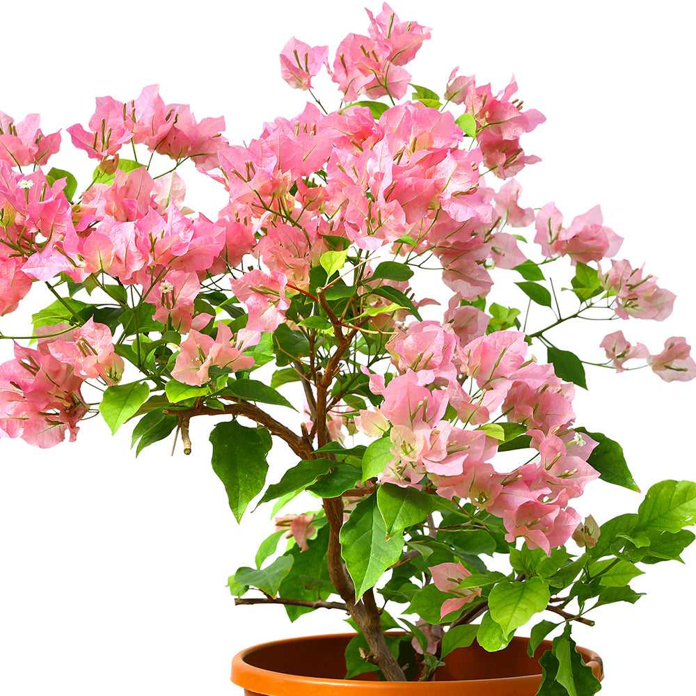 BOUGAINVILLEA ROSA  جهنمية روزا (مجنونة)