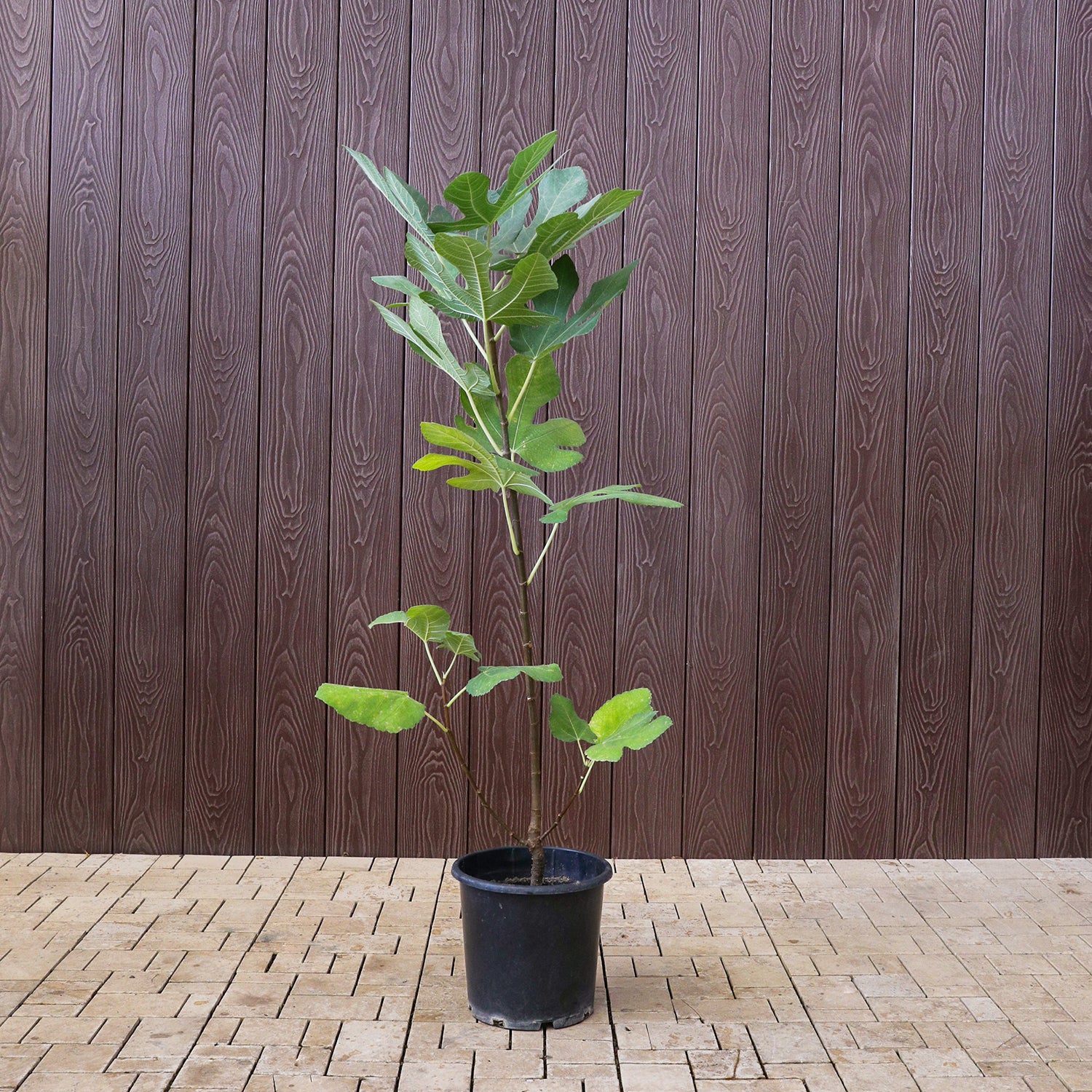 FICUS CARICA (FIG) نبات التين