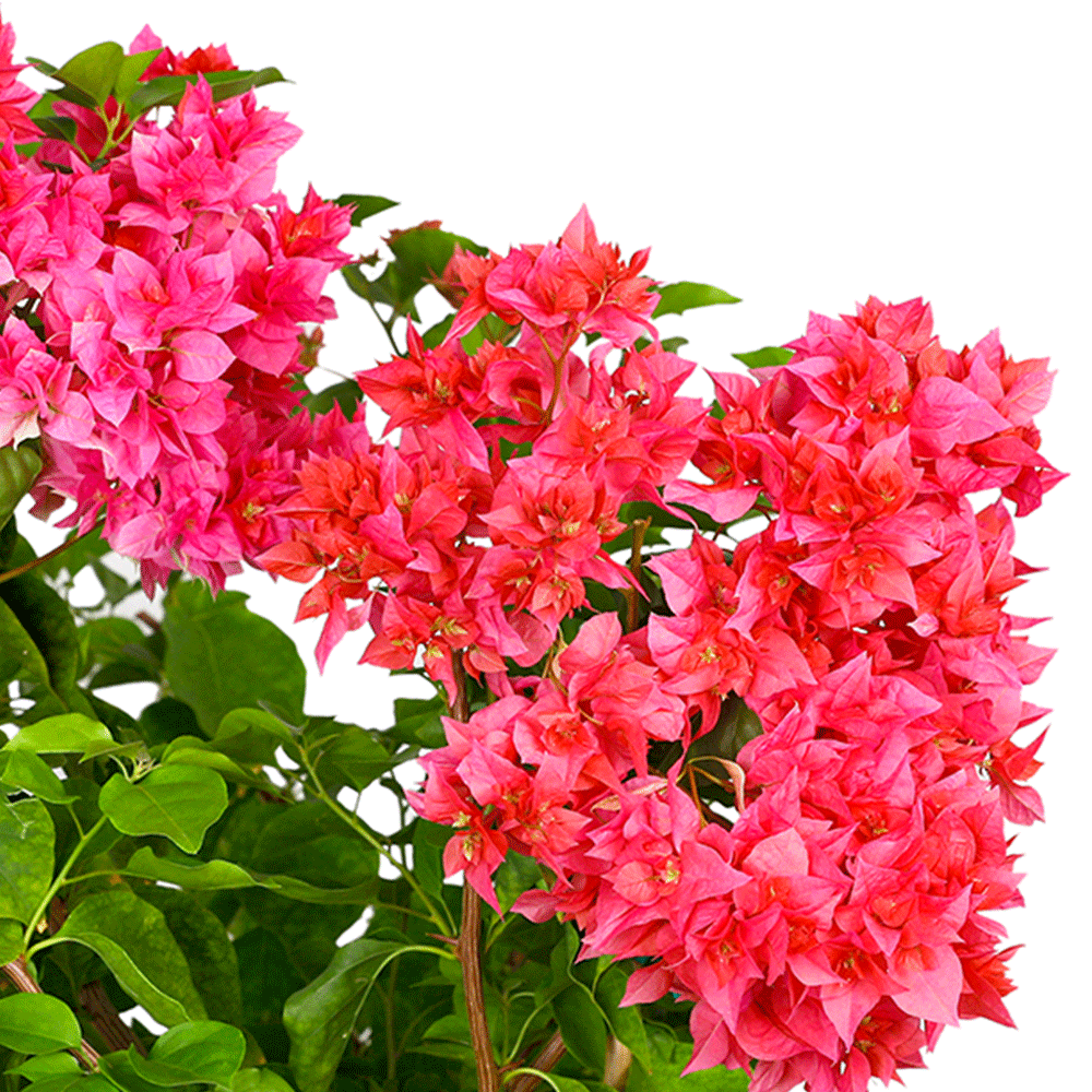 BOUGAINVILLEA FORTE DEI MARMI 35L جهنمية (مجنونة) فورت دي مارمي