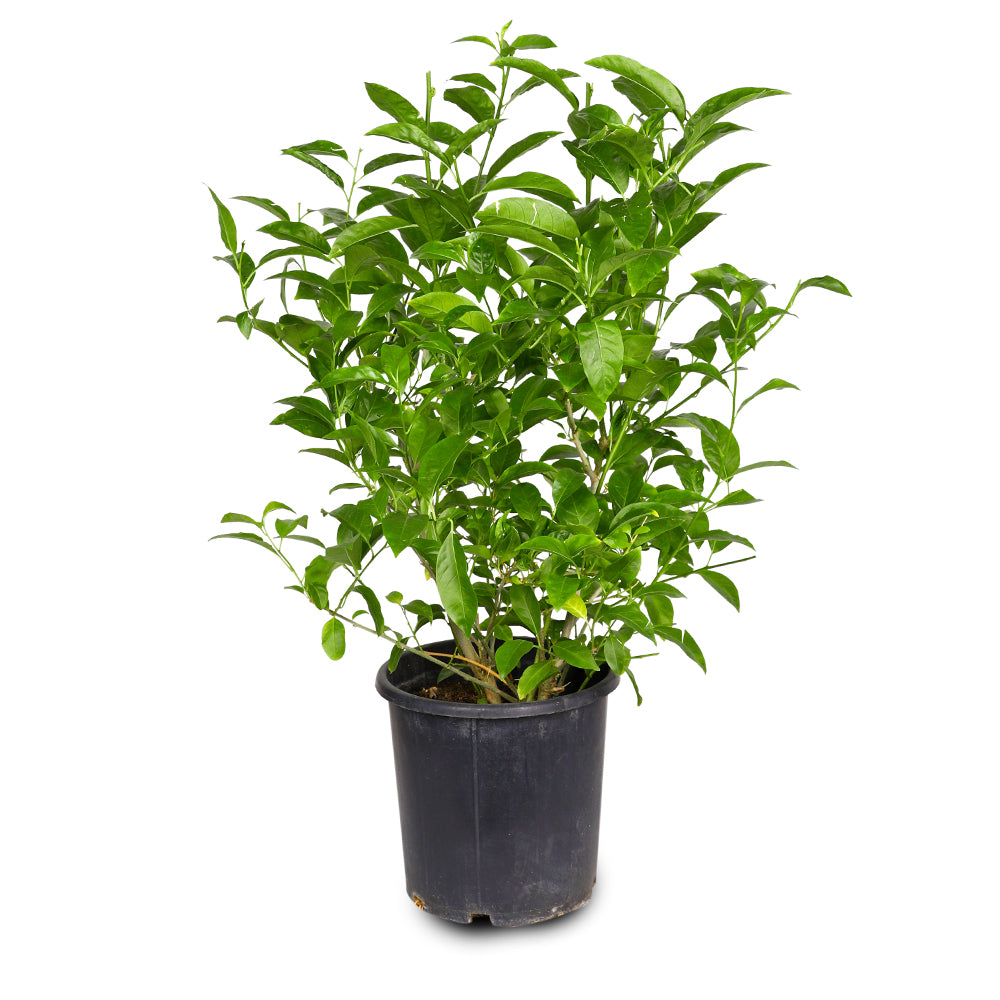 CESTRUM NOCTURNUM سيسترم (ملكة الليل)