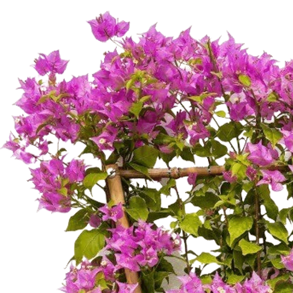 BOUGAINVILLEA COMO 71 LTR  جهنمية (مجنونة) كومو