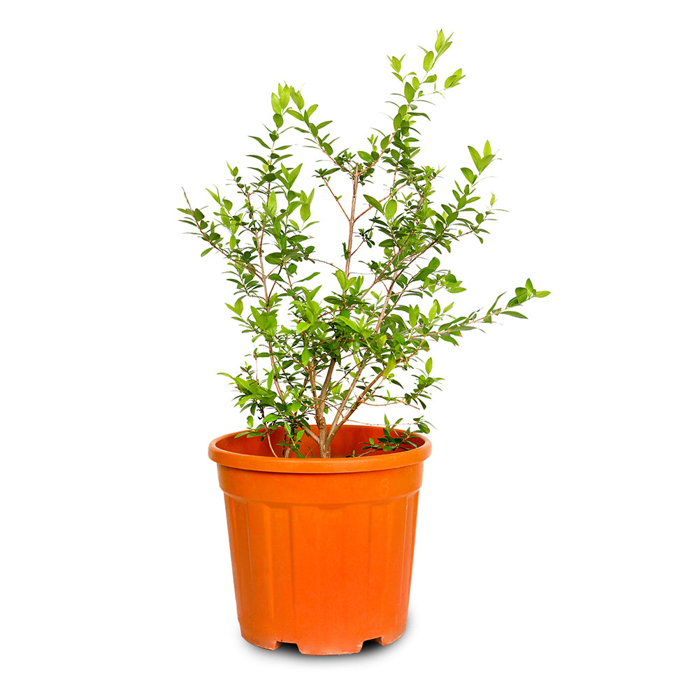 MYRTUS COMMUNIS	ميرتوس كومنز (عشبة الأس)