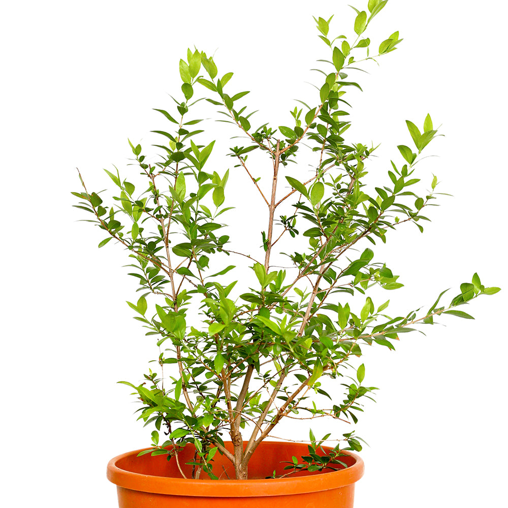 MYRTUS COMMUNIS	ميرتوس كومنز (عشبة الأس)