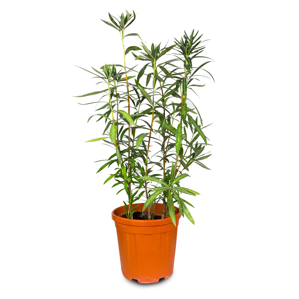 NERIUM OLEANDER 1-1.2 M   دفلة