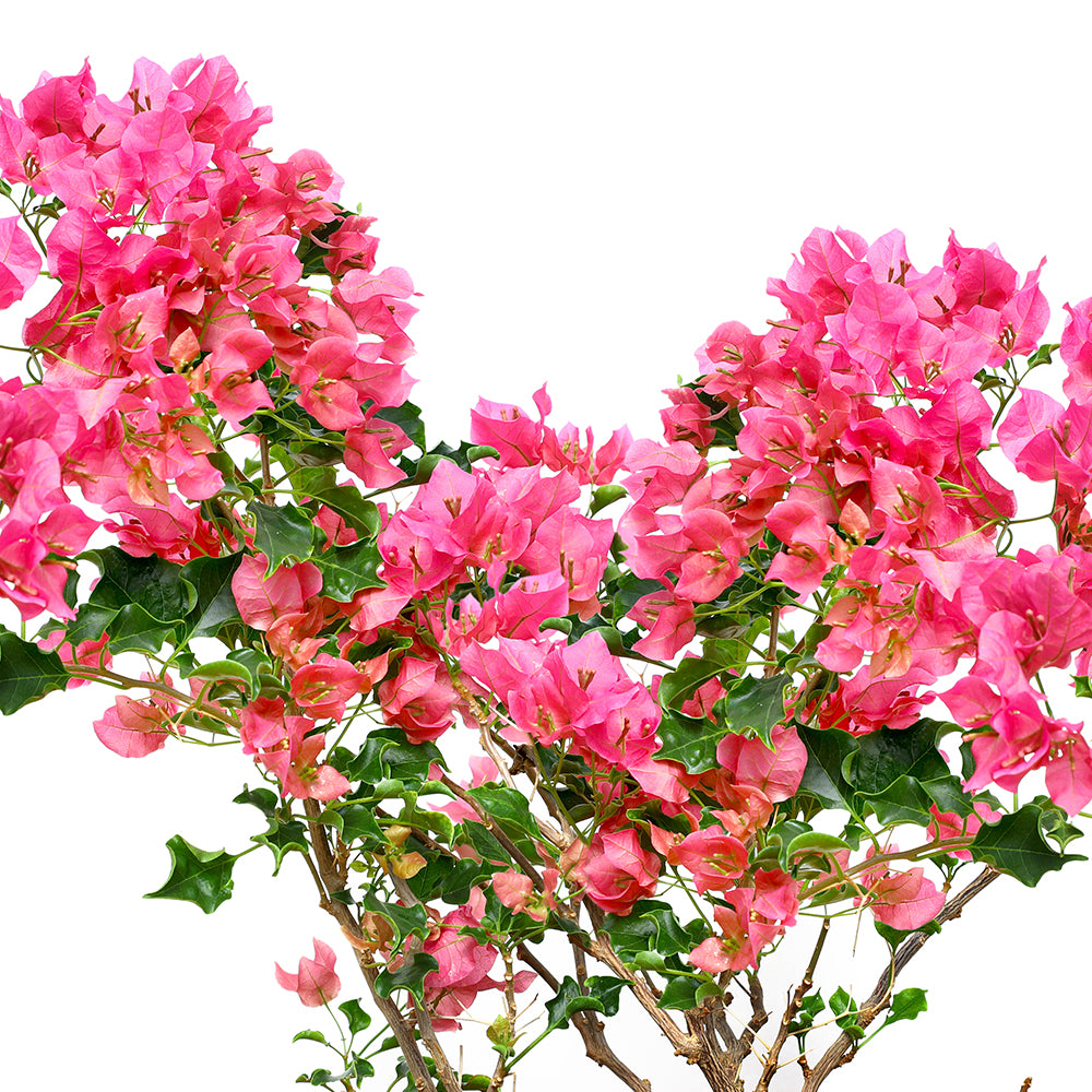 BOUGAINVILLEA CAPRI جهنمية (مجنونة) كابرى