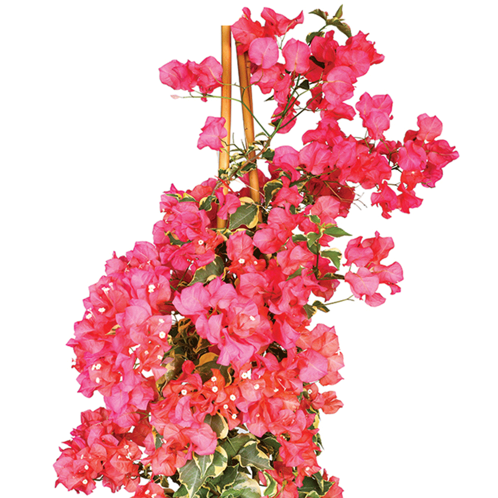 BOUGAINVILLEA TORINO CONE SHAPE H1.5 - 1.7 M نبات الجهنميه تورينو