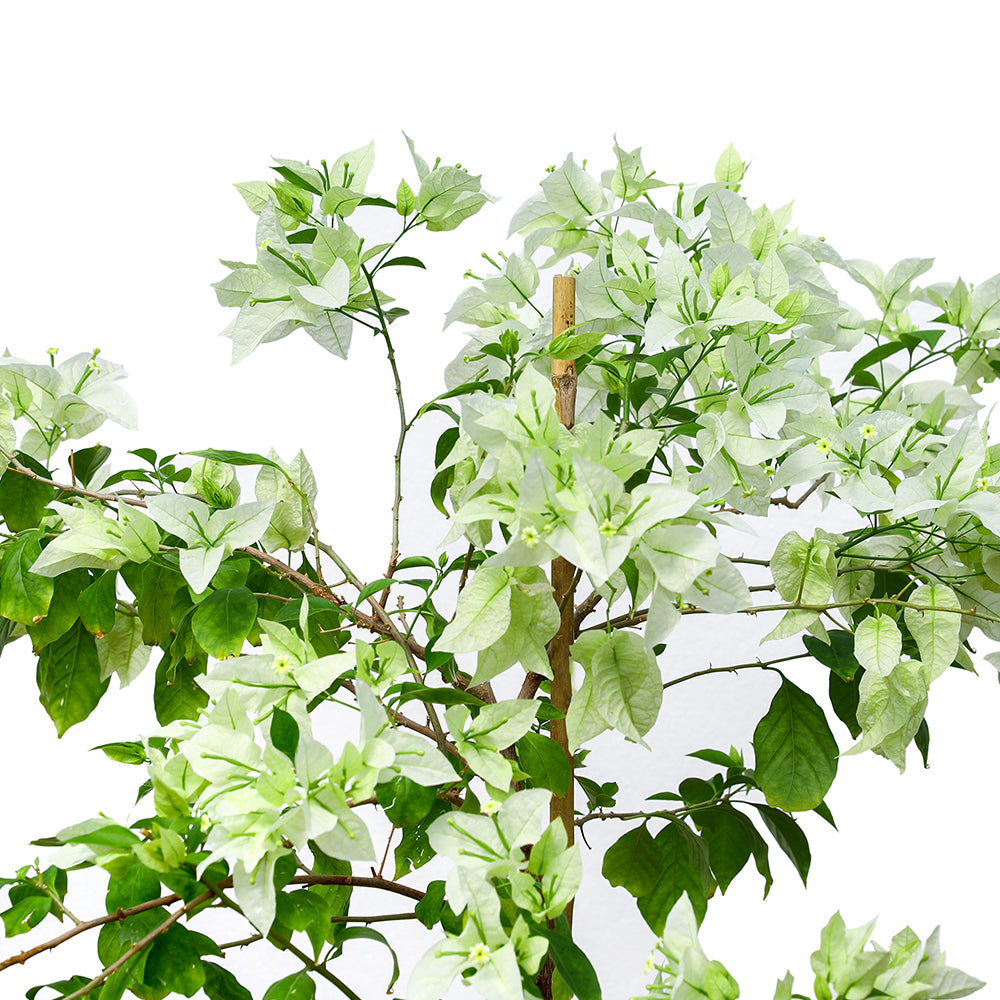 BOUGAINVILLEA PALERMO جهنمية (مجنونة) باليرمو