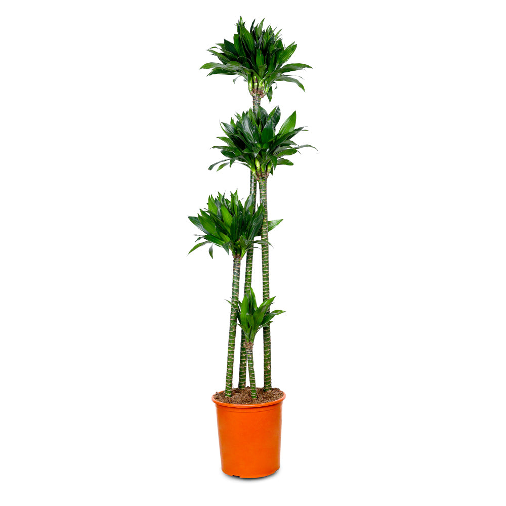 DRACAENA FR COMP GREEN JEWEL H160 دراسينا