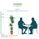 DRACAENA FR JANET CRAIG 4PP H150 دراسينا جانيت