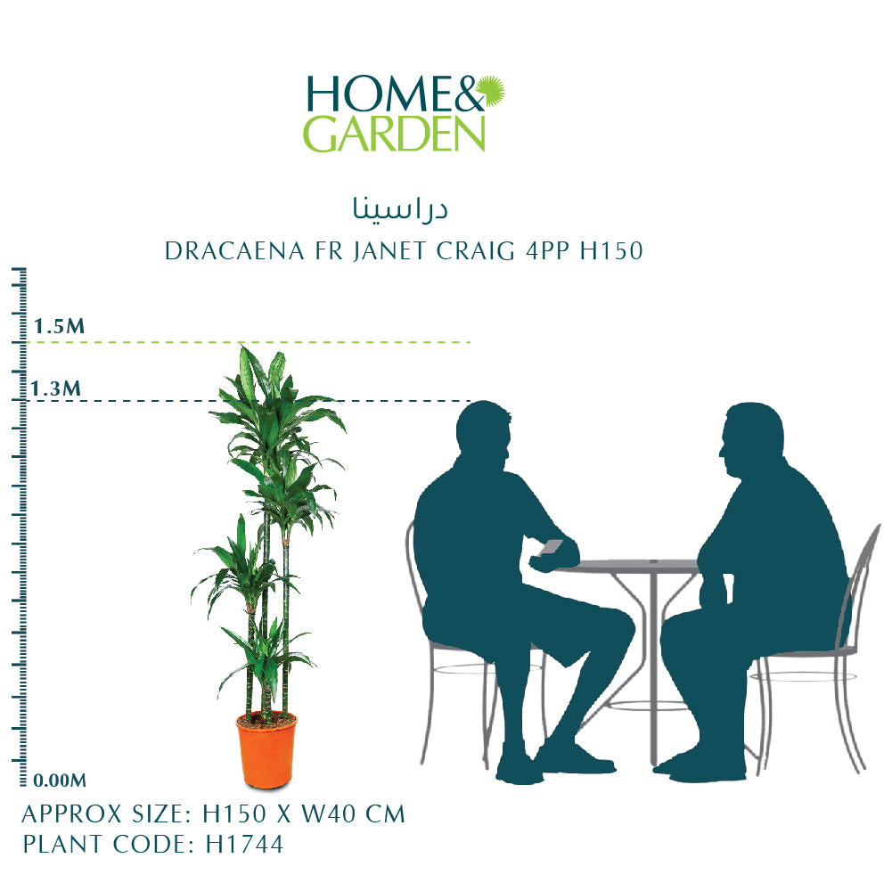 DRACAENA FR JANET CRAIG 4PP H150 دراسينا جانيت