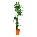 DRACAENA FR JANET CRAIG 4PP H150 دراسينا جانيت