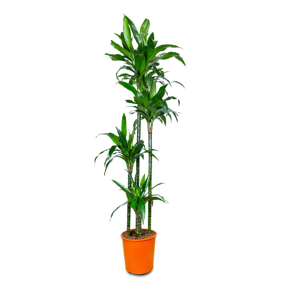DRACAENA FR JANET CRAIG 4PP H150 دراسينا جانيت