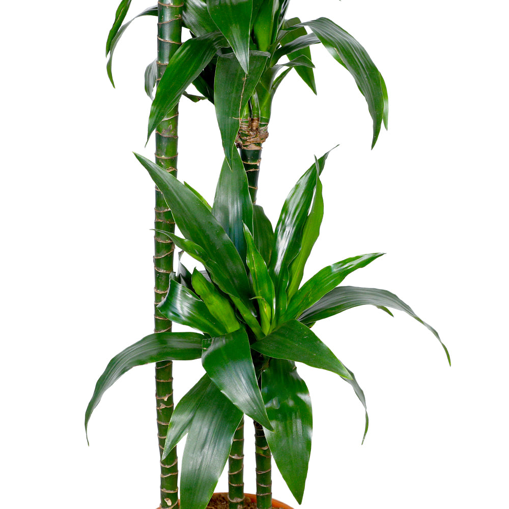 DRACAENA FR JANET CRAIG 4PP H150 دراسينا جانيت