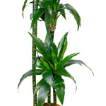 DRACAENA FR JANET CRAIG 4PP H150 دراسينا جانيت