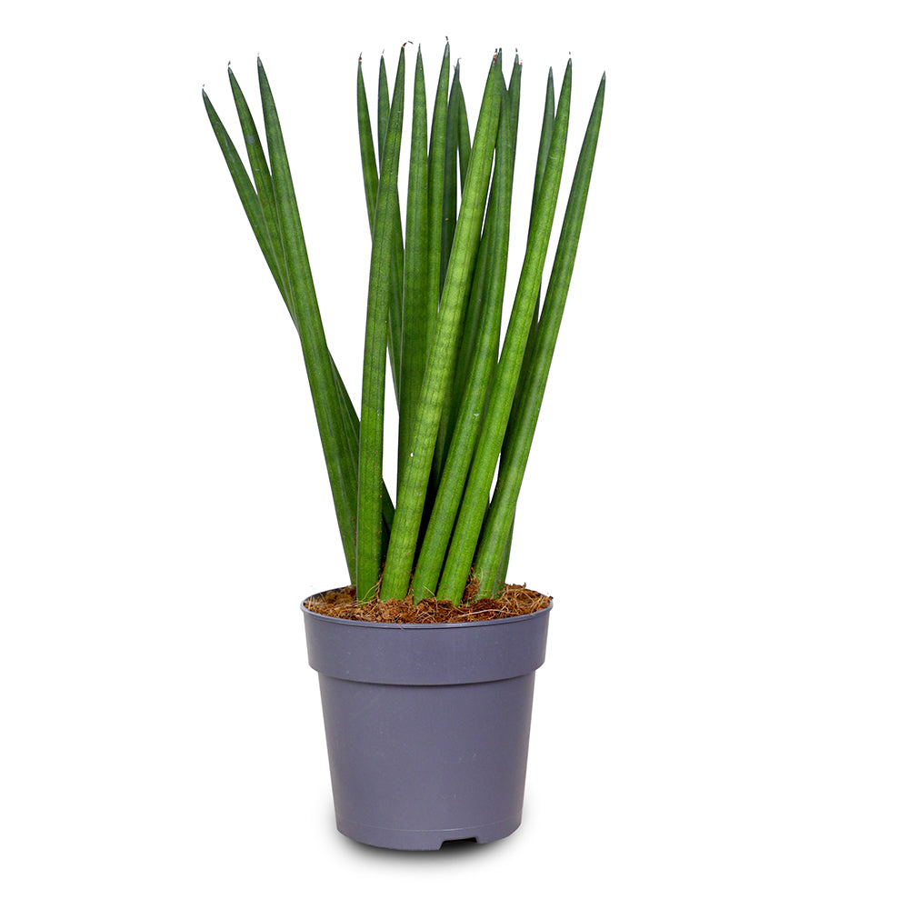 SANSEVIERIA CYLINDRICA STRAIGHT H35 سانسيفيريا