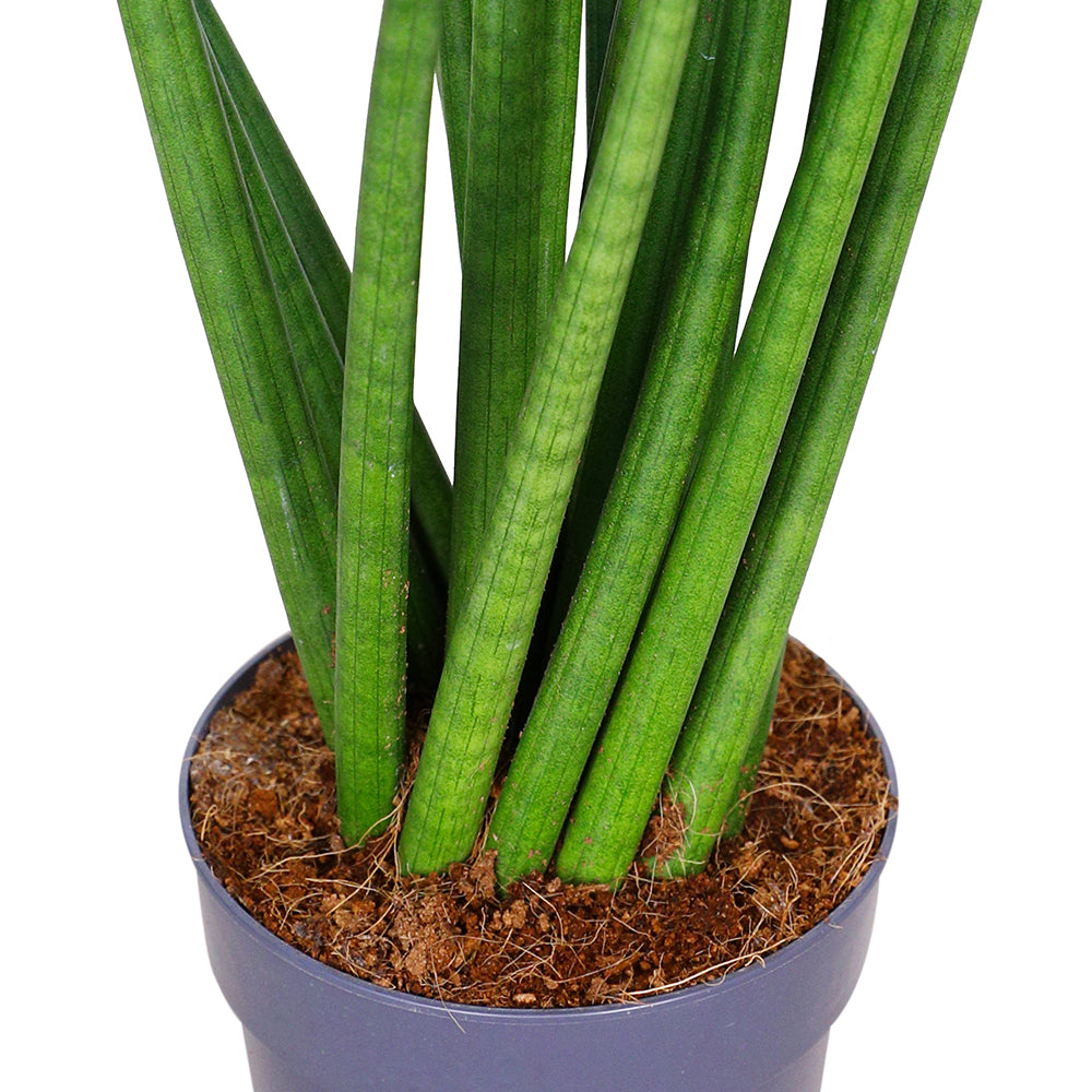 SANSEVIERIA CYLINDRICA STRAIGHT H35 سانسيفيريا