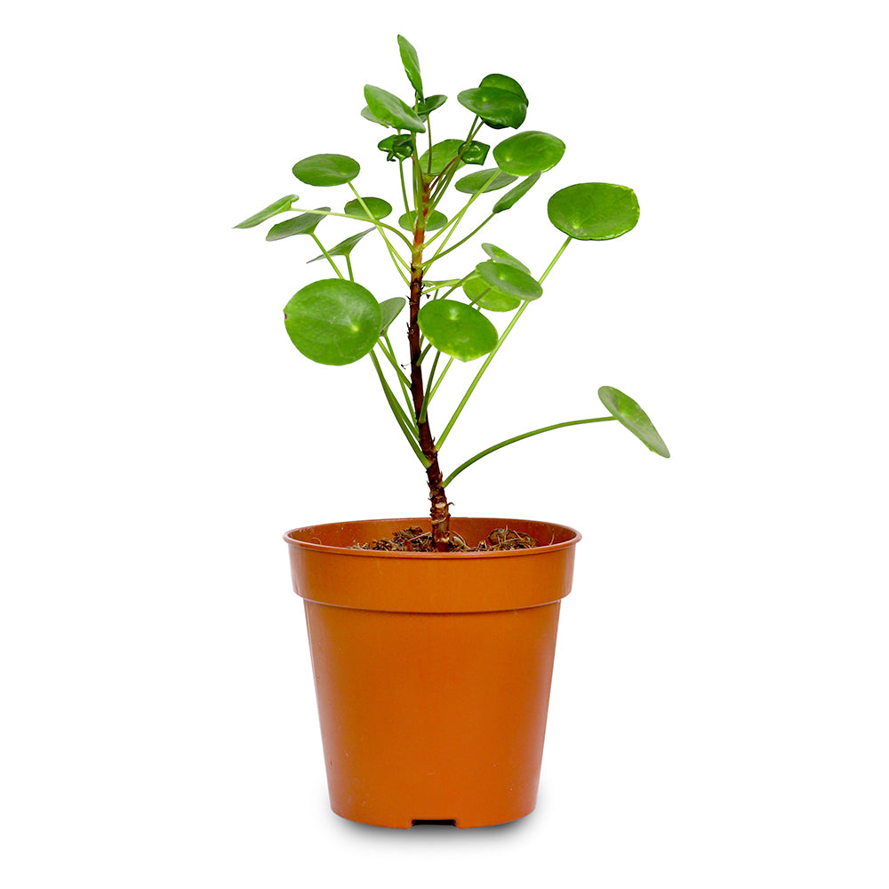 PILEA PEPEROMOIDES H25 بيلا بيبروميويدس