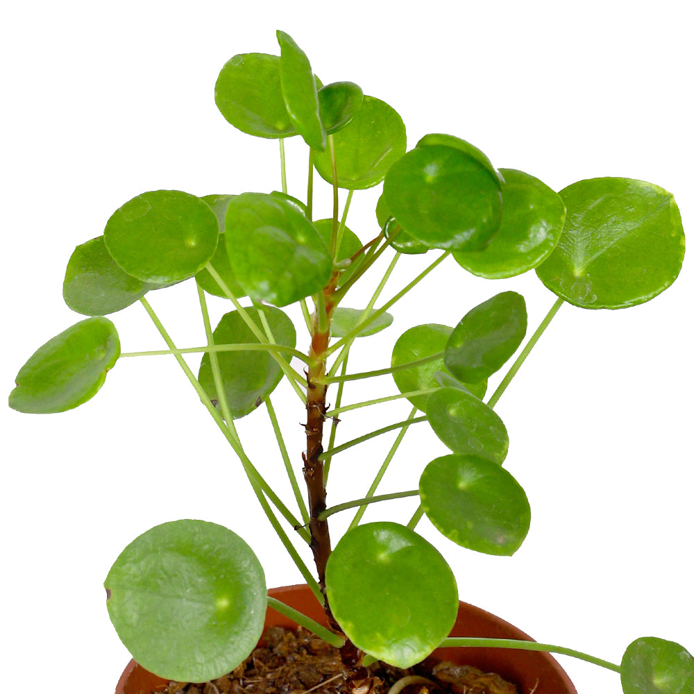 PILEA PEPEROMOIDES H25 بيلا بيبروميويدس