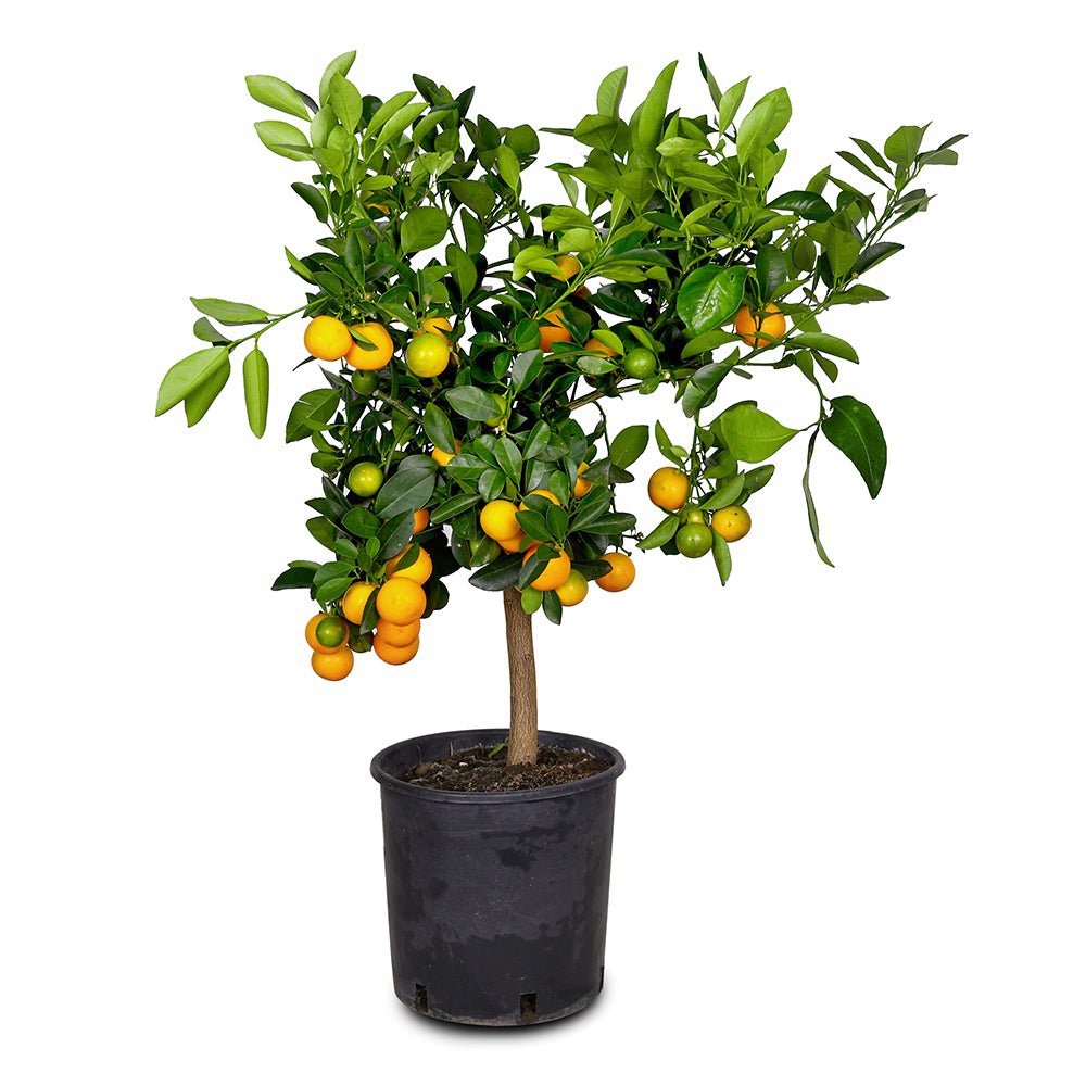 CITROFORTUNELLA MICROCARPA CALAMONDIN -كالاموندين