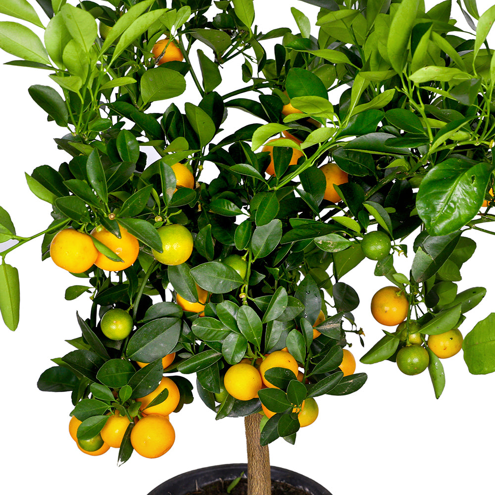 CITROFORTUNELLA MICROCARPA CALAMONDIN -كالاموندين