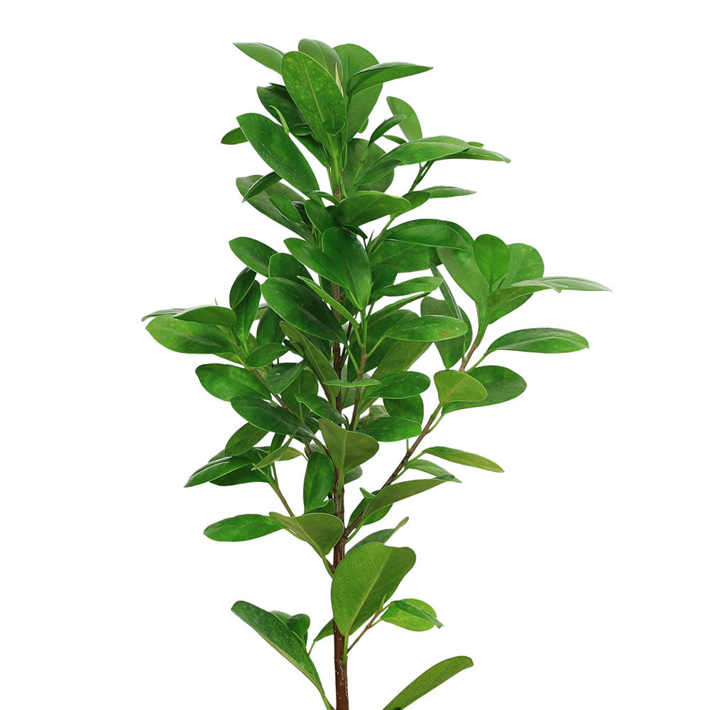 FICUS PANDA 20-50 cm فايكس باندا