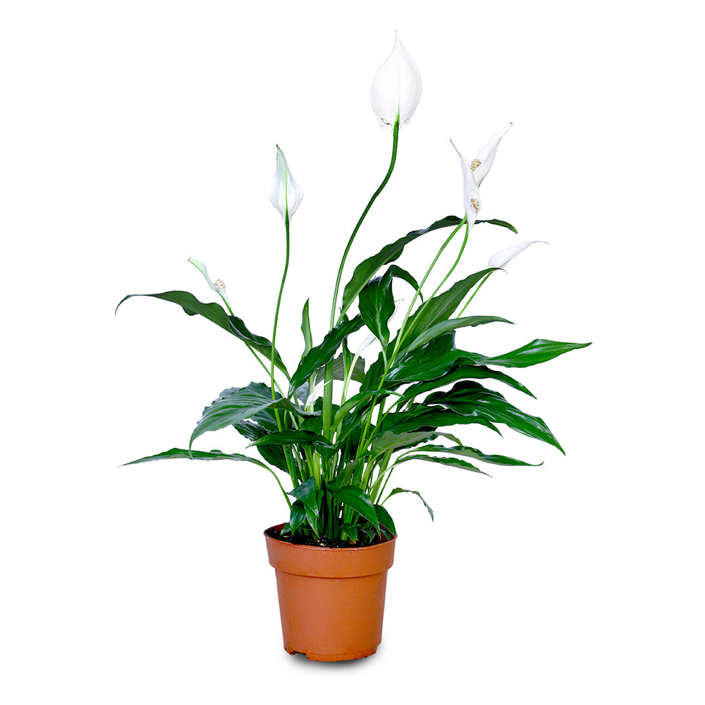 SPATHIPHYLLUM SWEET CHICO نبات سباثيفيلوم