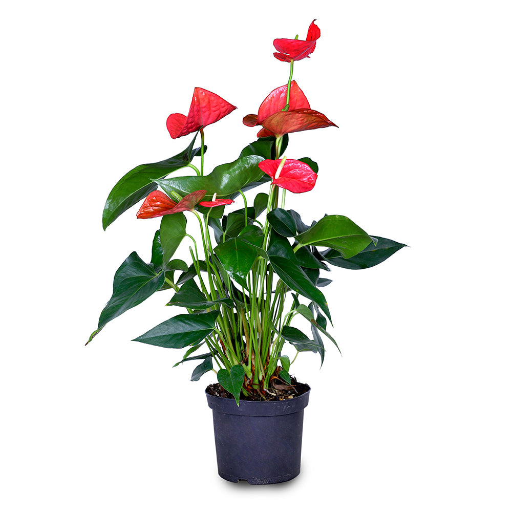 ANTHURIUM ANDREANUM (FLAMINGO FLOWER) أنثوريوم