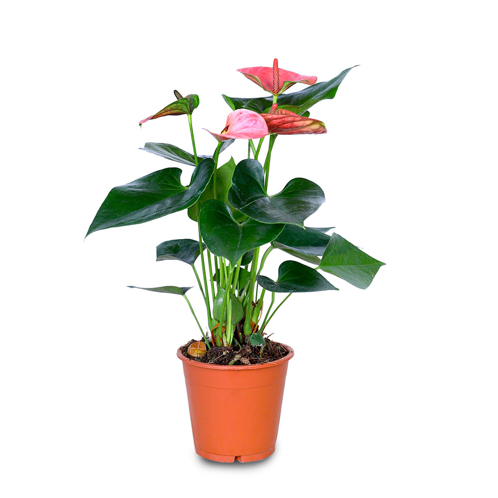 ANTHURIUM A. SWEET DREAM MIXED COLOURS أنثوريوم