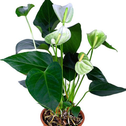 ANTHURIUM A. SWEET DREAM MIXED COLOURS أنثوريوم