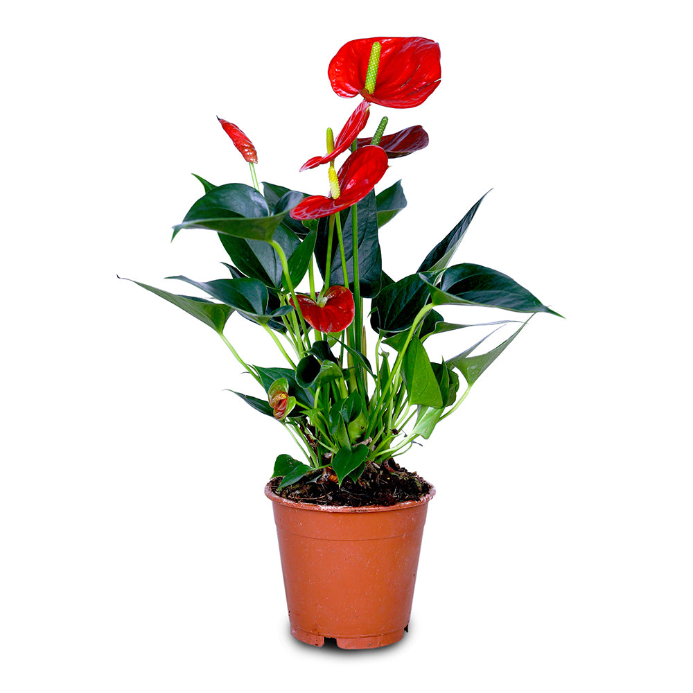 ANTHURIUM A. SWEET DREAM MIXED COLOURS أنثوريوم