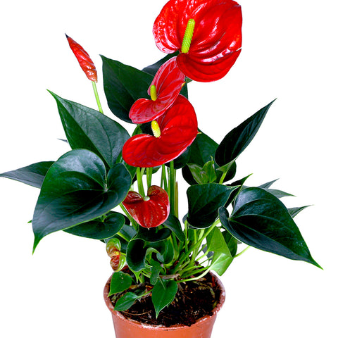 ANTHURIUM A. SWEET DREAM MIXED COLOURS أنثوريوم