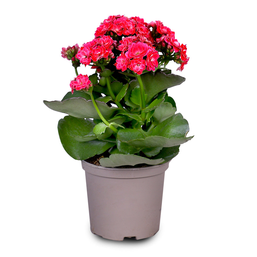 KALANCHOE BLOS. MIXED COLOURS نبات الكلانشو