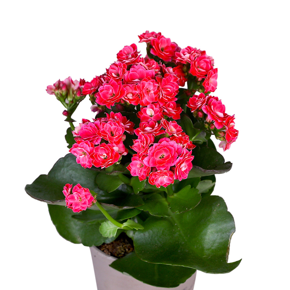 KALANCHOE BLOS. MIXED COLOURS نبات الكلانشو