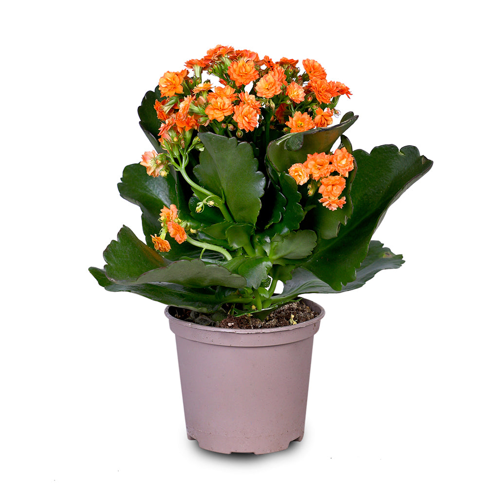 KALANCHOE BLOS. MIXED COLOURS نبات الكلانشو