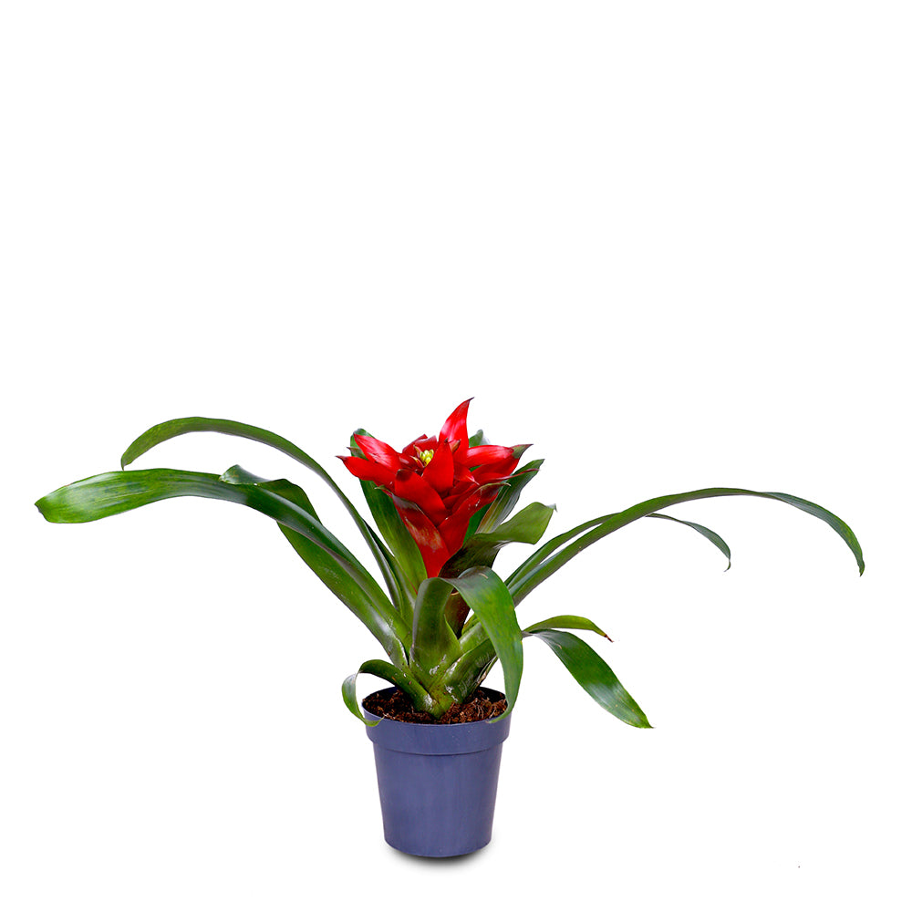 GUZMANIA MIXED VARIETIES FLOWER نبات القوزمينيا