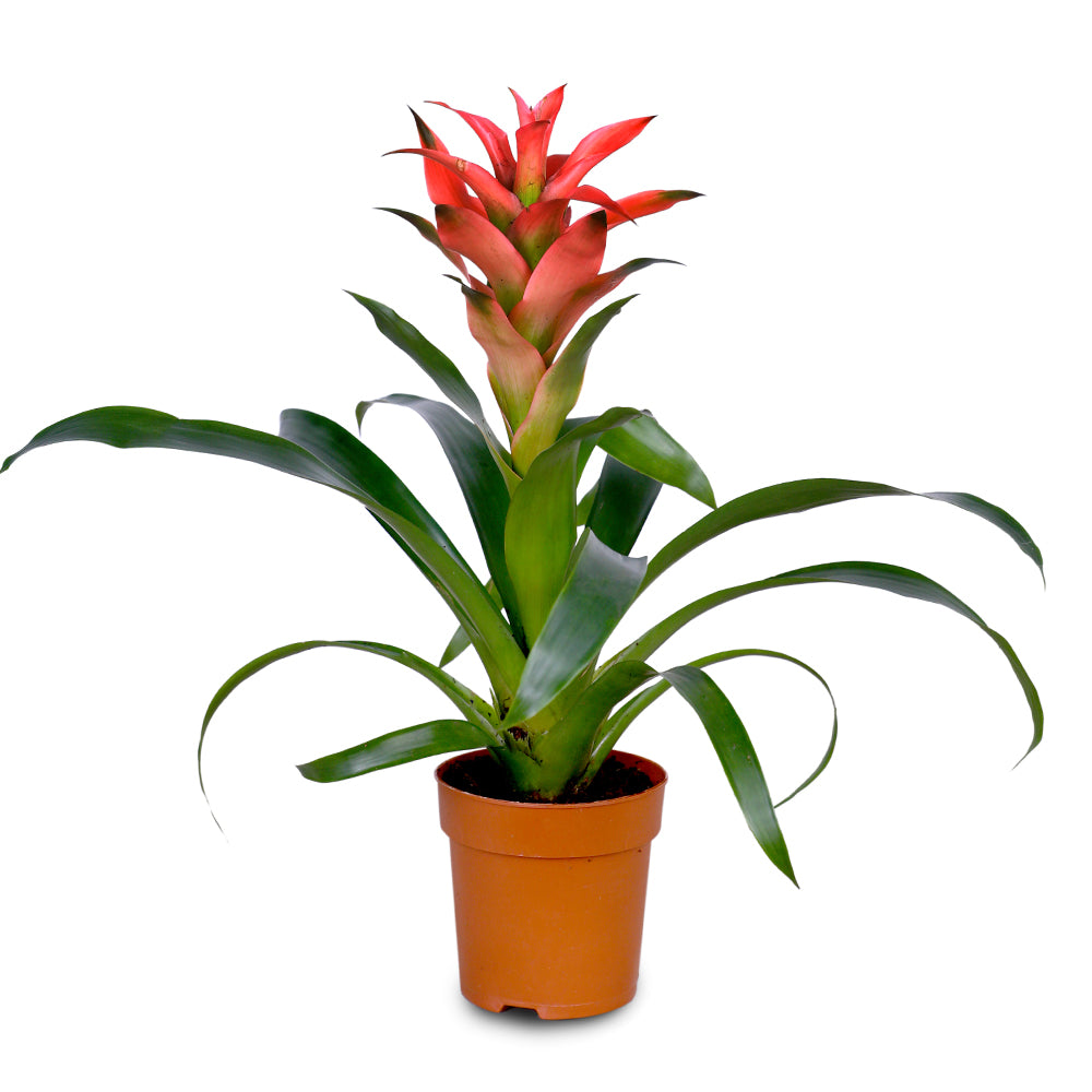 GUZMANIA MIXED VARIETIES FLOWER نبات القوزمينيا