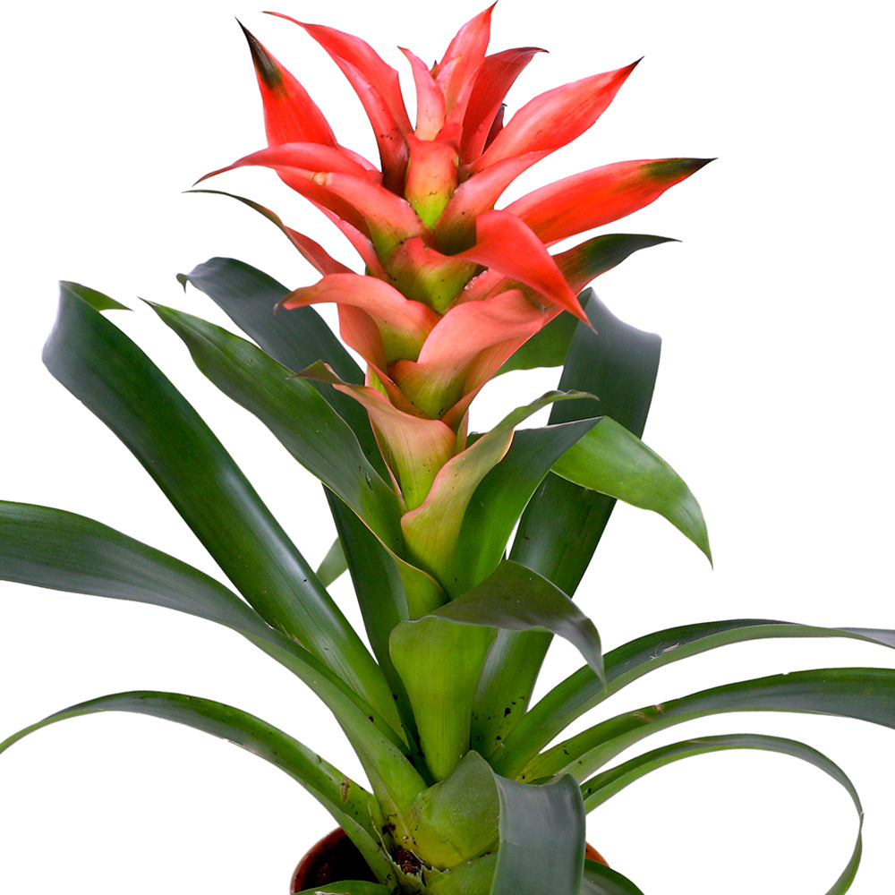 GUZMANIA MIXED VARIETIES FLOWER نبات القوزمينيا