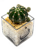 MIXED CACTUS PLANT IN SMALL SQUARE GLASS POT-مجموعة صباريات في حوض زجاجي صغير مربع الشكل
