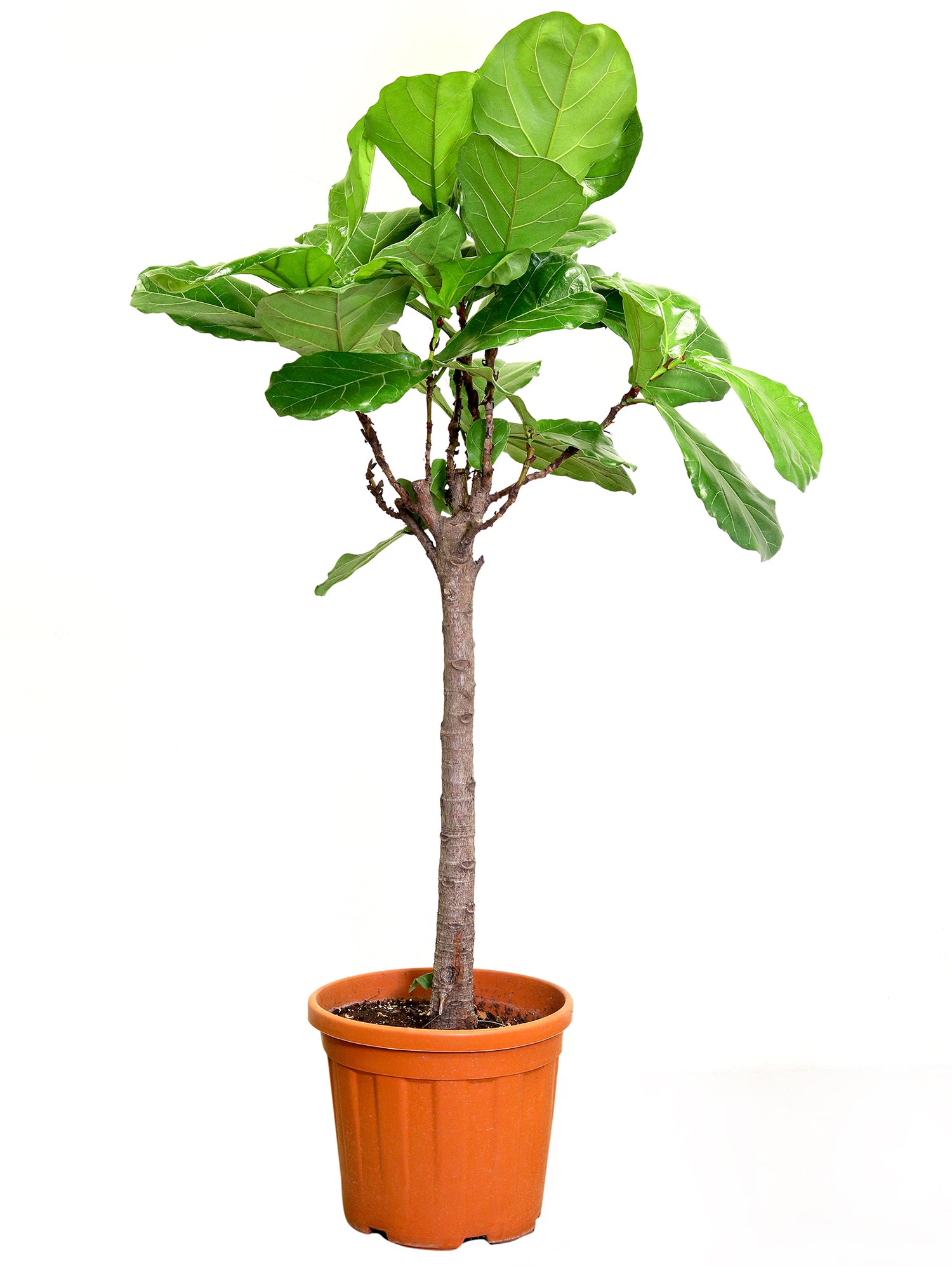 FICUS LYRATA 1.2MTR - فيكس ليراتا 1.2 متر