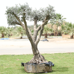 OLEA EUROPEA BRANCHED - MEDIUM زيتون متفرعة حجم وسط