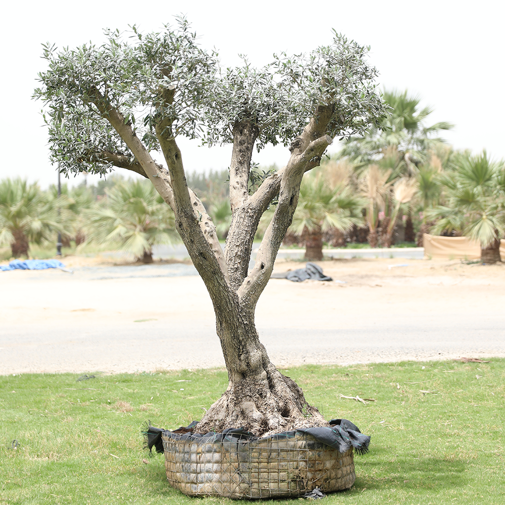 OLEA EUROPEA BRANCHED - MEDIUM زيتون متفرعة حجم وسط