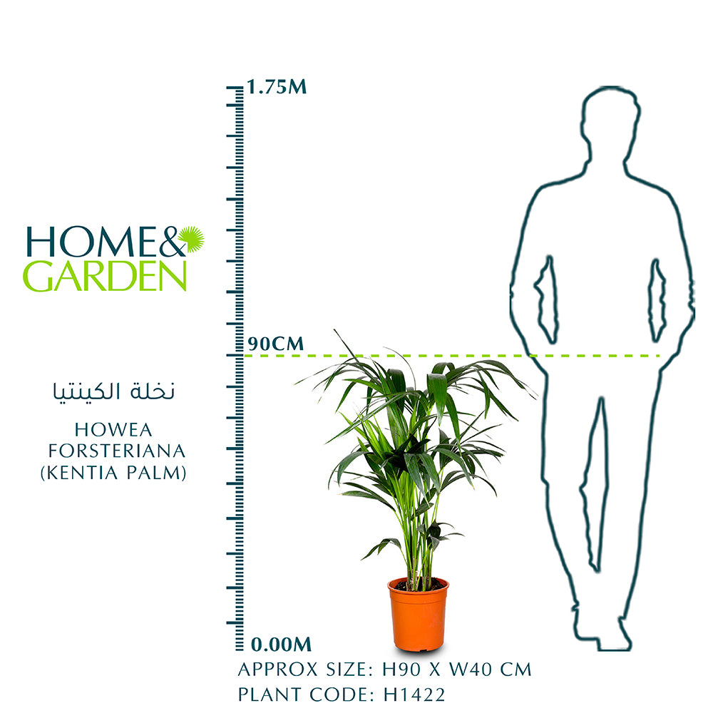 HOWEA FORSTERIANA (KENTIA PALM) 90cm كينتيا