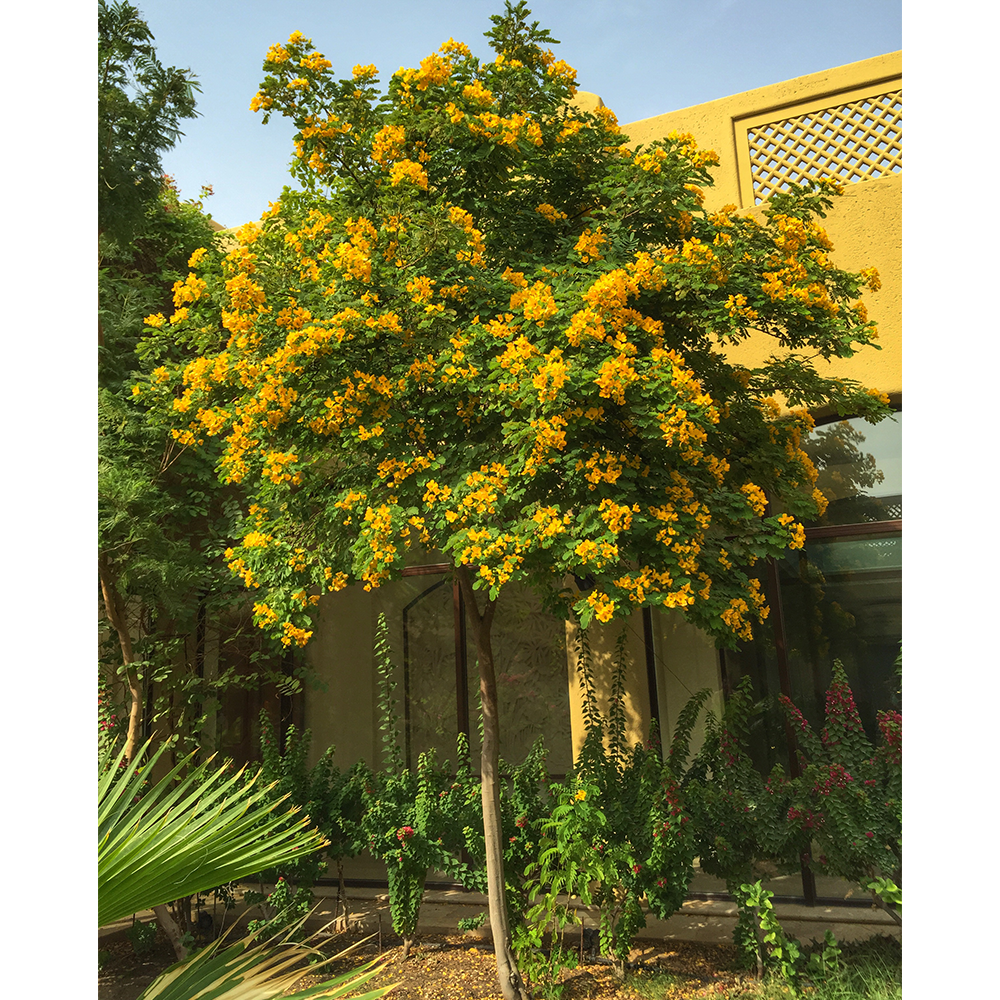 CASSIA SURATTENSIS	كاسيا سوراتانسيس \جلوكا