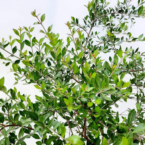 LAWSONIA INERMIS (HENNA PLANT)	لاوسونيا (نبات الحناء)