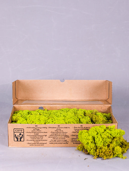 PRESERVE LIGHT GREEN MOSS BOX (0.5 KG) - نباتات مجففة في علبة (اللون الفاتح)