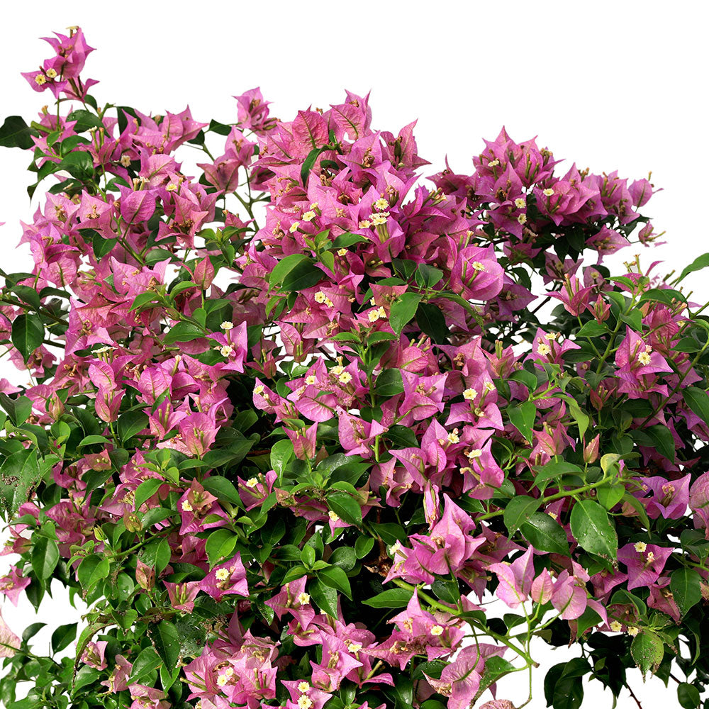 BOUGAINVILLEA COMO SMALL جهنمية (مجنونة)