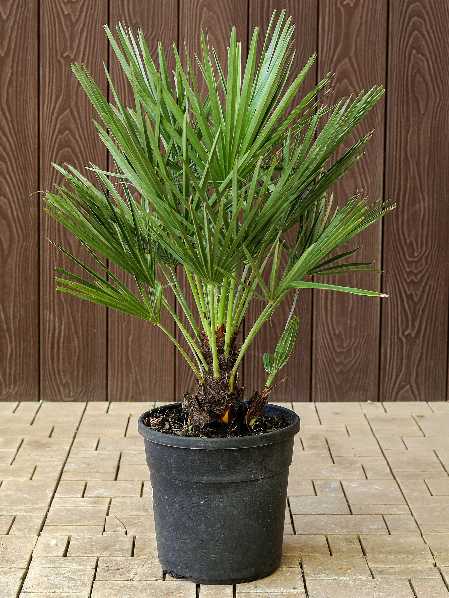 CHAMAEROPS HUMILIS 110 V.22 شاميروبس متعدد الجذوع