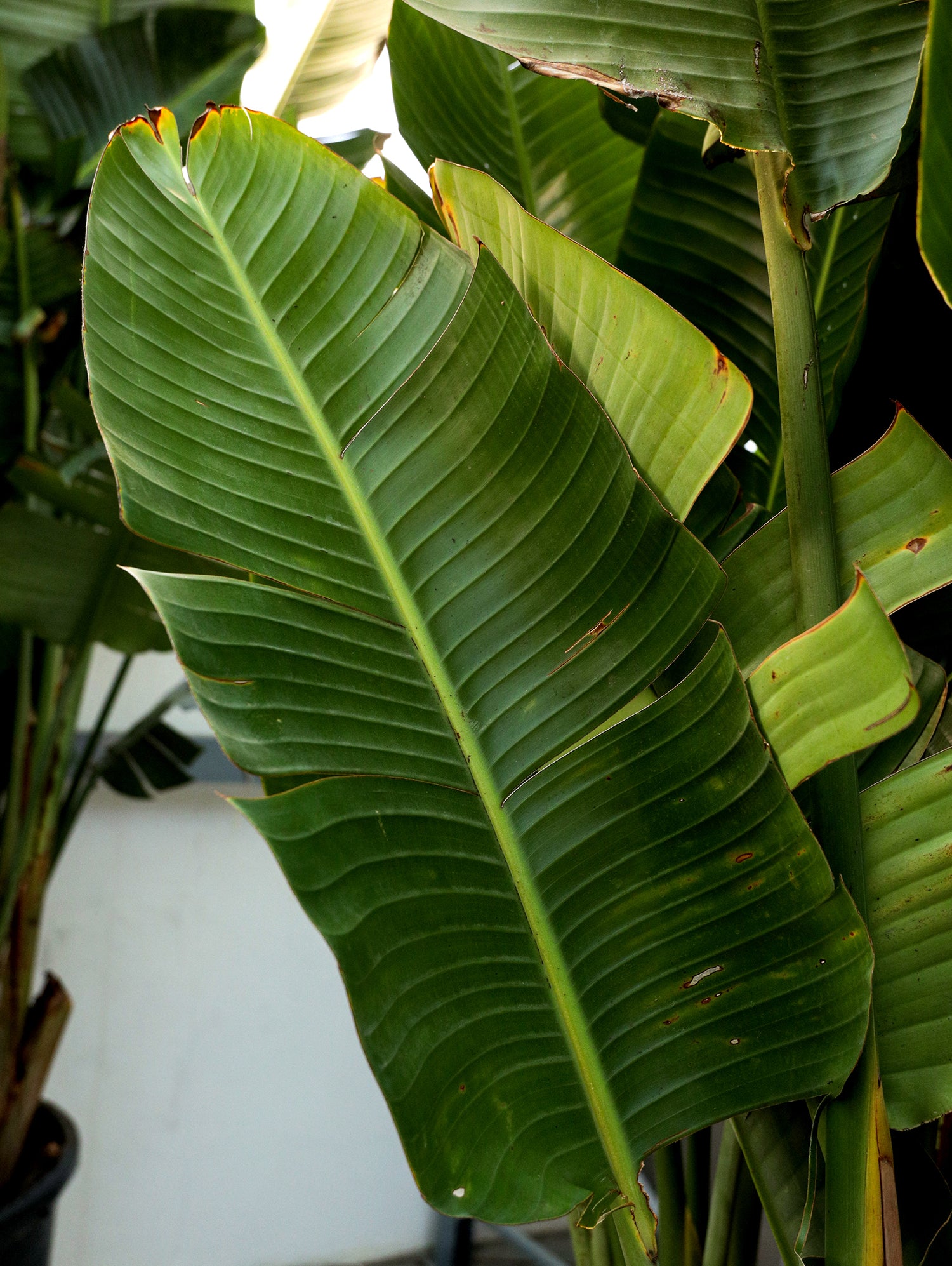 STRELITZIA AUGUSTA (WHITE BIRD OF PARADISE) 2.5 MTR-عصفور الجنة  الابيض 2.5 متر