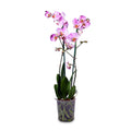 SINGLE ORCHID (FOR GIFTS, FOR HOME, FOR OFFICE TABLES...)- أوركيد